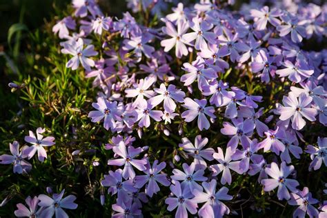 Zone 6 ground covers must also be hardy to temperatures that may plummet below -10 degrees ...