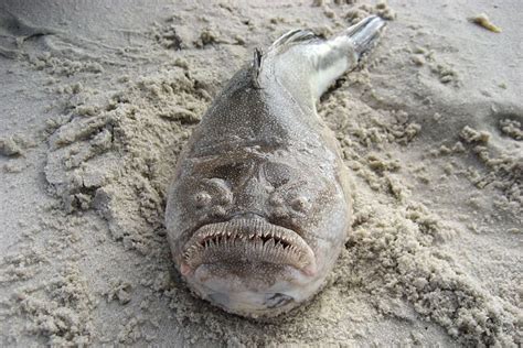 The Top 10 Creepiest Deep-Sea Creatures - Owlcation