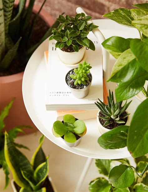 Best Office Desk Plants | POPSUGAR Home