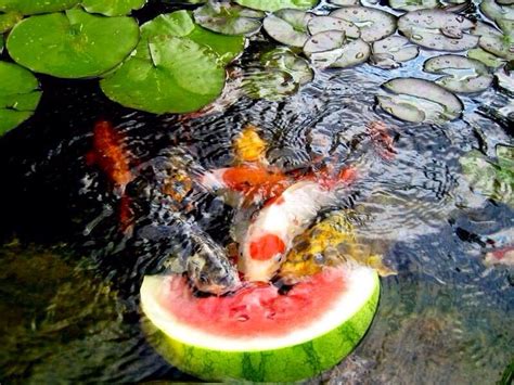 8 healthy koi treats for the summer - AquaLife Ponds