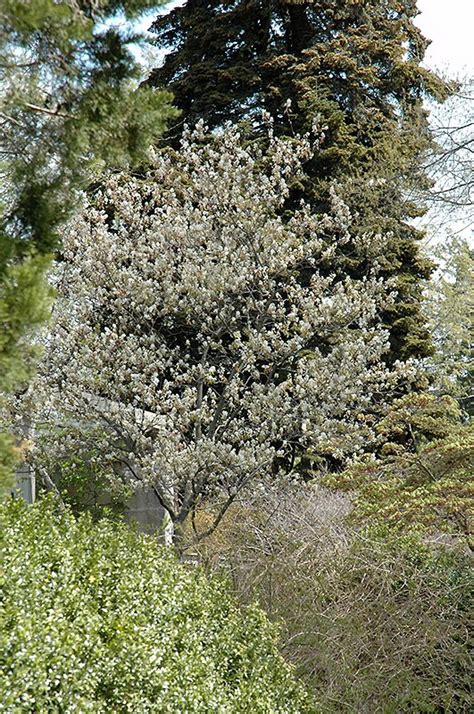 Allegheny Serviceberry - Clearview Nursery Allegheny Serviceberry is a native woodland tree with ...