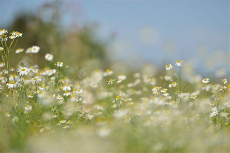 nature, Flowers, Grass, Lawns Wallpapers HD / Desktop and Mobile Backgrounds