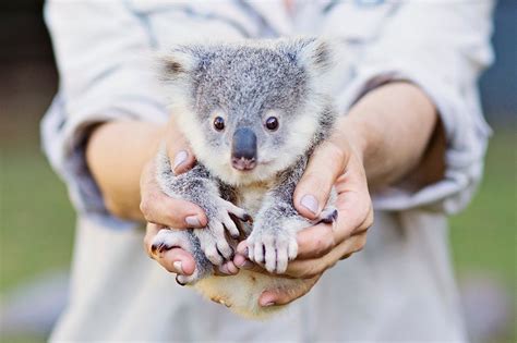 Riverwood Downs - Meet Beau the baby koala 😍 | Facebook