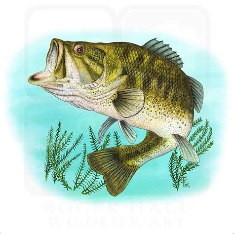 Largemouth Bass - Signed Fine Art Print - inkart