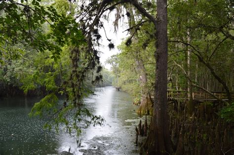 Manatee Springs State Park: Manatee Springs and Manatee Springs Run Boardwalk to Suwannee River ...