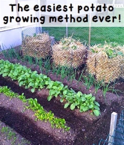 The easiest potato growing method ever! #Organic_Gardening - 101 Gardening