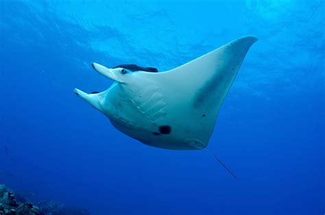 Manta Ray - Fishes World - HD Images & Free Photos