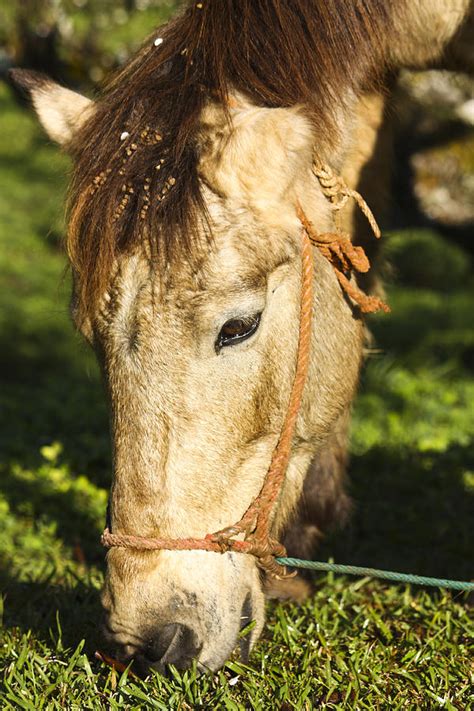 Horse eating grass Photograph by Amornthep Chotchuang - Pixels