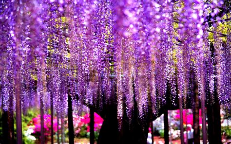 Wisteria: A Dangerous Beauty Tree Wallpaper Download 5120x3200