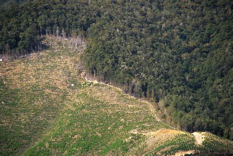 File:Deforestation NZ TasmanWestCoast 3 MWegmann.jpg - Wikimedia Commons