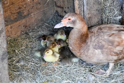 Breeding Muscovy Ducks | What You Must Know | Earth Life