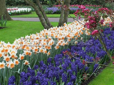 Flower Bulbs for Autumn Planting - Best Landscape Ideas