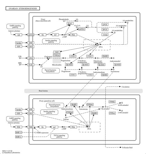 KEGG PATHWAY: Ovarian steroidogenesis + Reference pathway