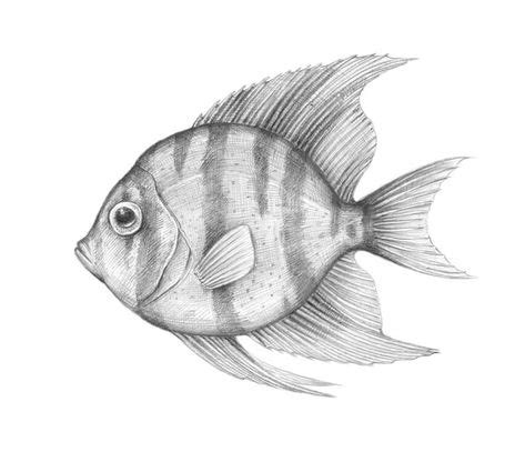 How to Draw a Tropical Fish | Fish drawings, Fish drawing pictures ...