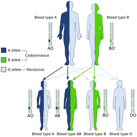 Difference Between Allele and Trait | Definition, Characteristics, Role ...