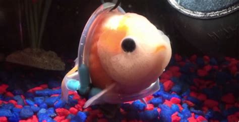 Goldfish gets customized wheelchair | WREG.com