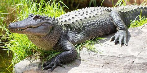 American Alligator - Adelaide Zoo