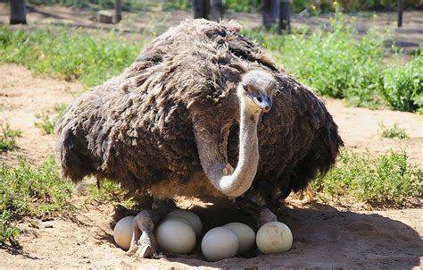 Bird Lays the Largest Egg - The Knowledge Library