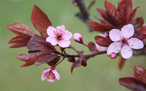 Cherry Blossom Tree Leaves | [+] CHERRY BLOSSOM