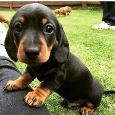 100 Best Baby Weiner dogs ideas | dogs, weiner dog, dachshund love