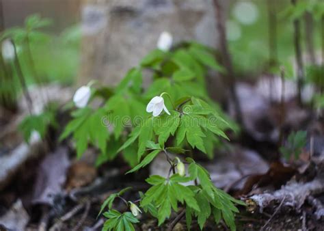 Beautiful Garden Flowers. White Anemones. Stock Image - Image of blooming, bright: 116714885