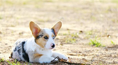 Blue Merle Corgis: Everything You Need To Know