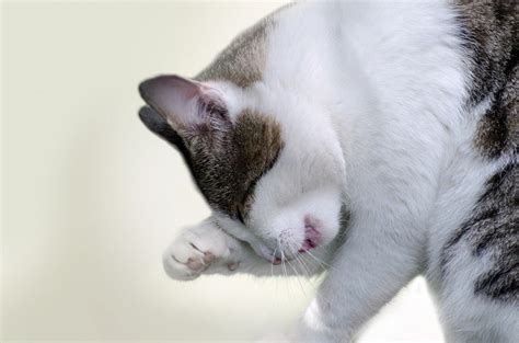 6 Natural Home Remedies to Treat Ringworm in Cats - Catster