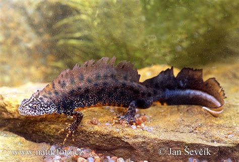 Triturus cristatus Pictures, Great Crested Newt Images, Nature Wildlife ...