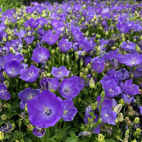 Campanula carpatica 'Rapido Blue' - Bellflower (4" Pot)