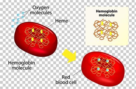 Red Blood Cell Hemoglobin Anatomy PNG, Clipart, Anatomy, Blood, Blood Cell, Bone Marrow, Cell ...