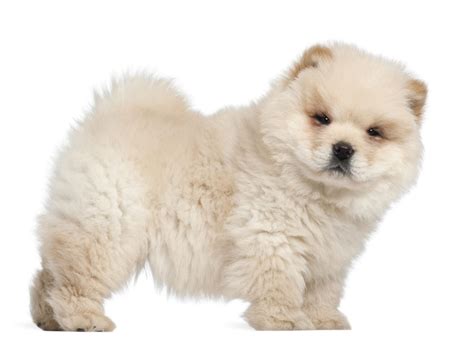 Chow Chow Poodle Mix Guide! (Chow Doodle, Chow Poodle, Chowpoo, Poochow)