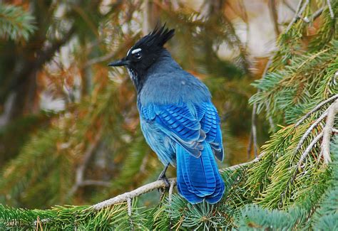 Stellers Jay by MIke Ross. Common in Pine and Oak woodlands in Western ...