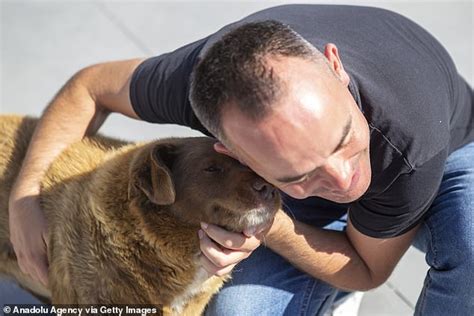 Bobi, the world's oldest dog, dies: Owner reveals secrets to Rafeiro do Alentejo breed's long ...