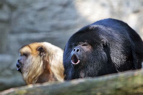 Howler Monkey Animal Facts | Alouatta | AZ Animals