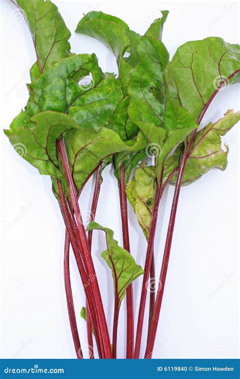 Beetroot Leaves stock photo. Image of colored, harvest - 6119840