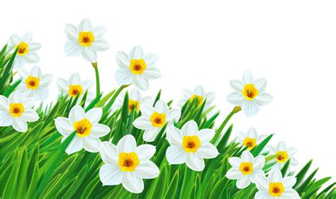 Green daffodil clipart 20 free Cliparts | Download images on Clipground ...