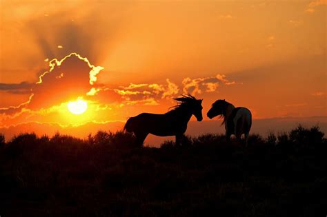 beautiful | Horse photos, Sunset scenery, Horses