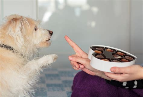 How Much Chocolate Is Toxic to Dogs? Understanding the Risks – Pippa and Max's