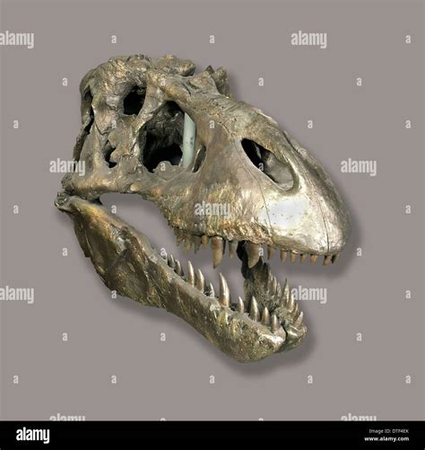 Tyrannosaurus rex skull Stock Photo: 66715675 - Alamy