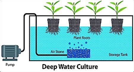 Deep water culture system of hydroponics | Download Scientific Diagram