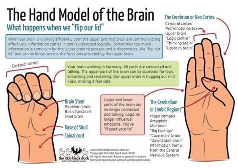 Your Fantastic, Elastic Brain!