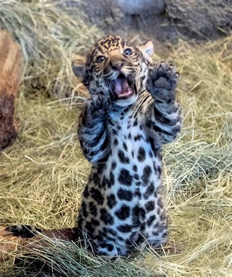 Felini/Giaguaro(Panthera Onca): Cute Funny Animals, Cute Cats, Adorable ...