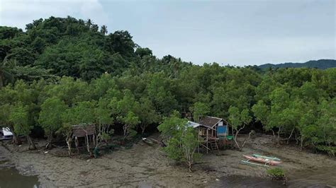 New Documentary Offers Hope For Vanishing Mangroves | Journal Online