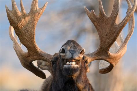 Jorn Vangoidtsenhoven Wildlife and Nature Photography | Comedy Wildlife ...