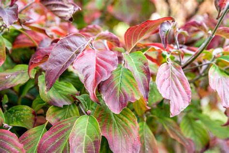 Dogwood Tree Leaves Turning Red? [3 Reasons & Solutions] - Plants Of Merit