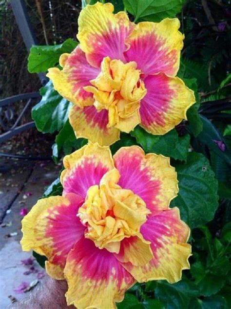 This item is unavailable | Hibiscus plant, Growing hibiscus, Yellow ...