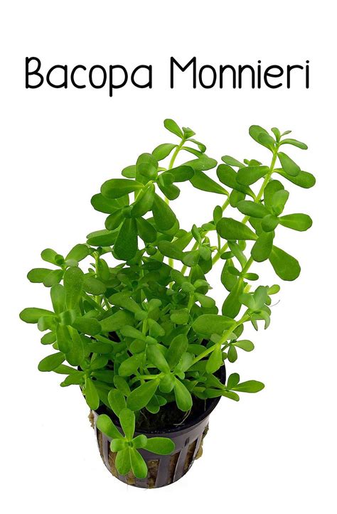 Brahmi Plant Medicinal Uses - Brain Mind Article