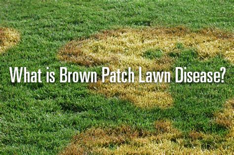 Brown Patch Lawn Disease | What is Brown Patch Lawn Disease? | TruGreen