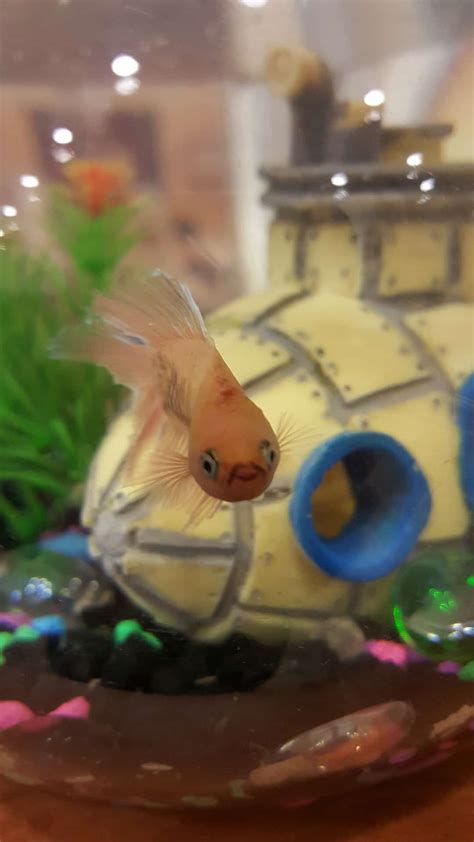 How to Keep a Betta Fish Tank Clean: Step by Step Guide - LoveMyBetta