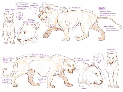 Lion Drawing Reference and Sketches for Artists